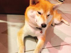 -柴务处·柴犬主题狗咖