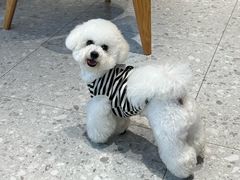 -翊宠yipet猫狗购宠庄园犬舍•猫舍