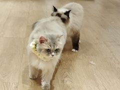 -1013 PET SHOP精品宠物商店(丁香店)