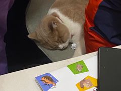 -伟伟宠物医院·CT影像中心·瑞派犬猫综合性门诊(汉口总院)