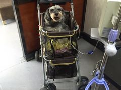 -安安宠医宠物医院·异宠·犬猫内科(岳阳分院)
