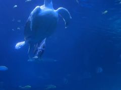 -太平洋海底世界