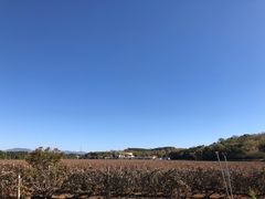 -北京张裕爱斐堡酒庄