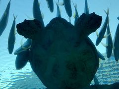 -海棠湾洲际-涛·海底餐厅·美人鱼·自助餐·海底隧道