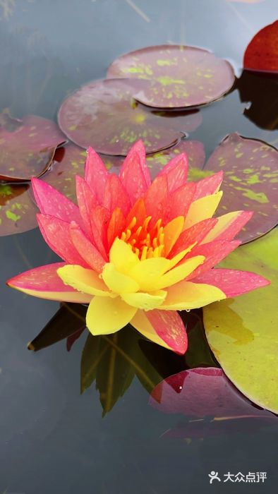 天津水上公园图片