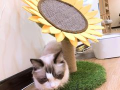 -滚猫咖啡·猫咖·猫友好撸猫(未来城店)