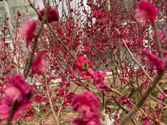 -北京鹫峰国家森林公园