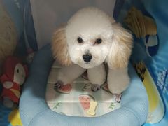 -FAELING PETS美天灵宠物(富力广场店)
