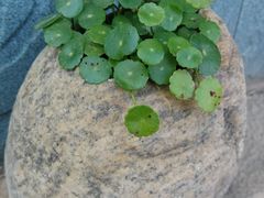 -厚山庭院重庆老火锅