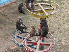 -西霞口神雕山野生动物世界