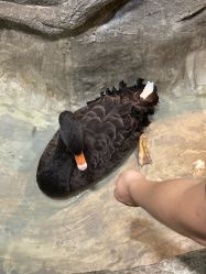 -Zoolung Zoolung动物主题公园(海信广场店)