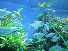 -太平洋海底世界