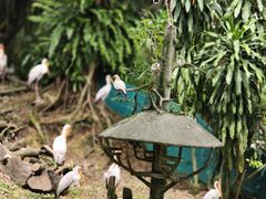 -吉隆坡雀鸟公园