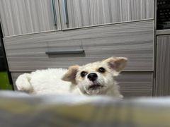-伟伟宠物医院·CT影像中心·瑞派犬猫综合性门诊(汉口总院)