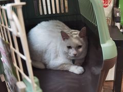 -爱侣·安琦尔宠物医院·中兽医针灸·心内科·狂犬免疫点(宝山区院)