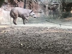 -清迈夜间动物园