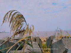-上海滨江森林公园