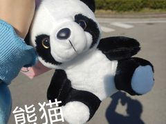 -熊猫不走蛋糕（同城送）(长沙店)