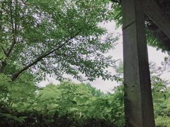 -顾村公园