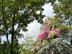 -深圳国际园林花卉博览园