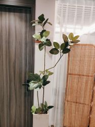 -花隐瑜伽·普拉提·红绳