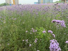 -杭州城北体育公园