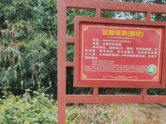 -中华茉莉园
