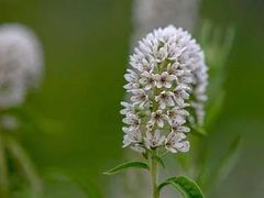 -哈尔滨文化公园