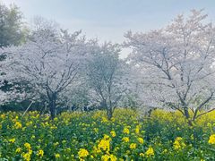 -苏州上方山国家森林公园