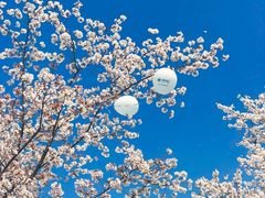 -高东镇樱花园
