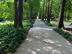 -上海滨江森林公园