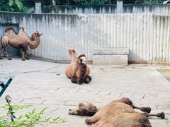 -成都动物园