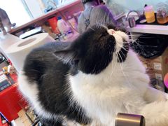 -平行世界·猫咖(首经贸店)