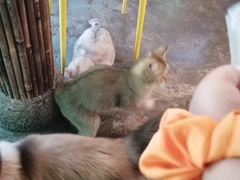 -喵屿·大理花园猫咖