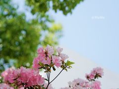 -上海滨江森林公园