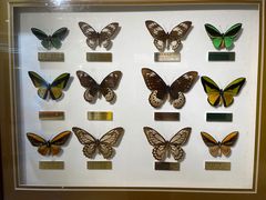 -上海昆虫博物馆