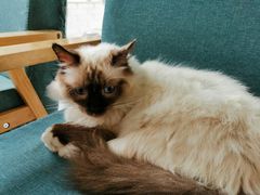 -喵屿·大理花园猫咖