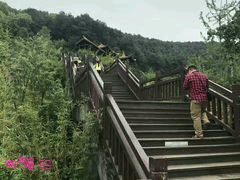 -铁山坪森林公园