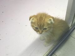 -喵的天空名猫咖啡馆·撸猫·猫舍·用品