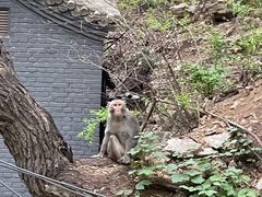 -北京上方山国家森林公园