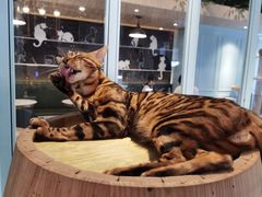 -遇见羊驼·奶狗咖·布偶猫咖·法斗柯基柴犬阿拉斯加(春熙路太古里IFS店)