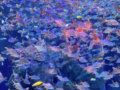 -成都浩海立方海洋公园