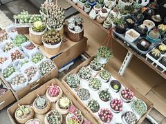 -苏州市皮市街花鸟工艺品市场