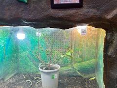 -上海大自然野生昆虫馆(东方明珠·爬宠昆虫探索中心)