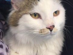 -纳吉亚猫专科动物诊疗中心(蒋宅口分院)