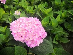 -黄村公园