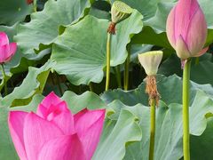 -莲花池公园