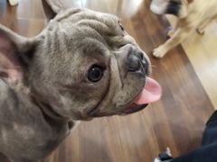 -柯斗斗主题餐厅·狗咖·围炉煮茶·茶饮(国瑞升平里店)