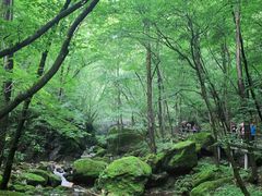 -牛背梁国家森林公园