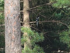 -黑龙江省森林植物园